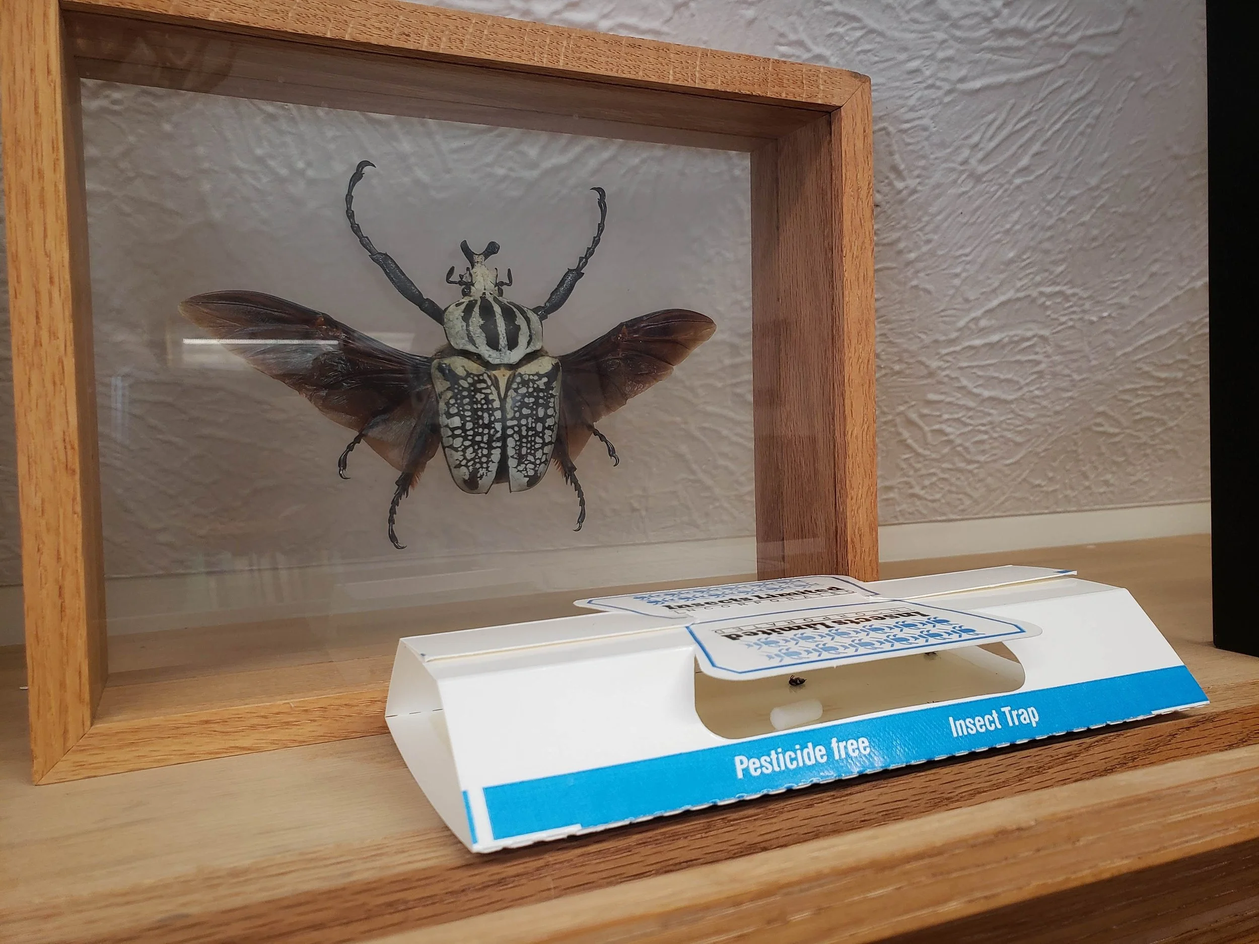 Varied Carpet Beetle Kit (IL-110)